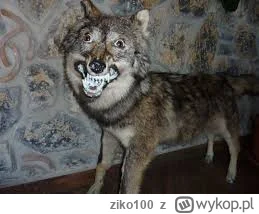 ziko100 - @DzdzystyDzejson: Trochę ten ich wilk to wygląda tak