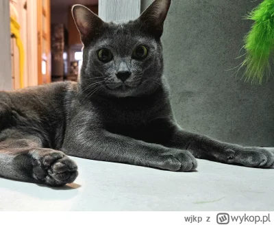 wjkp - Nigdy nie chciałem mieć kota, ale na złość psiarzom od dzisiaj jestem szczęśli...