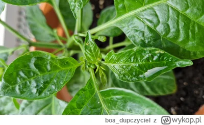 boa_dupczyciel - #chilihead #chilizgobim

Mam takie szkodniki na papryczkach. Jak to ...