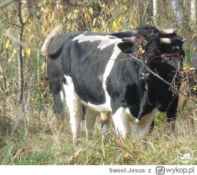 Sweet-Jesus - "W Czarnobylu nic nie ma prawa żyć przez miliardy lat!!!1" - głoszą int...
