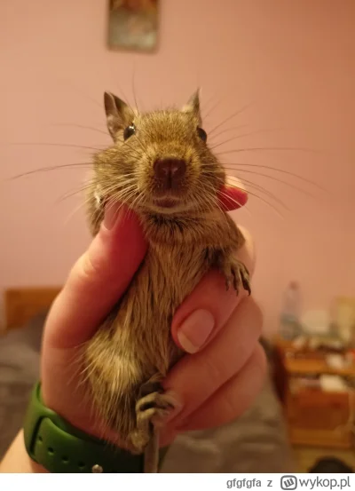 gfgfgfa - Bobek ostatnio jak uciekł z pokoju po tym jak szukałam go kilkanaście minut...