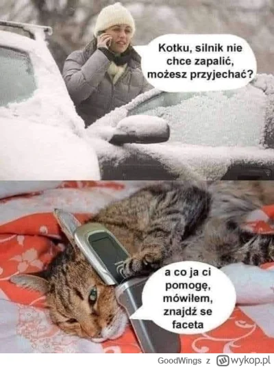 GoodWings - #heheszki  #koty