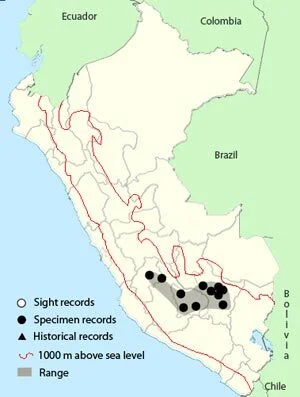 Lifelike - Zasięg występowania (peruwiański endemit):