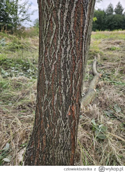 czlowiekbutelka - Miraski, co to za drzewo? Samosiejka do wycięcia. W komentarzu liść...