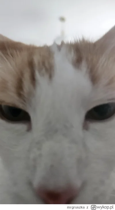 mrgruszka - @jestemtakizmeczony