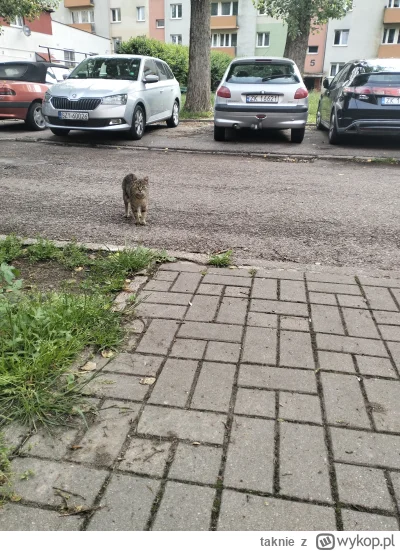 taknie - Czy osiedlowy kitku może plusa?

#pokazkota #kitku