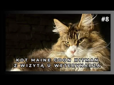 mainecoonhitman - Kot u weterynarza, co mu jest?