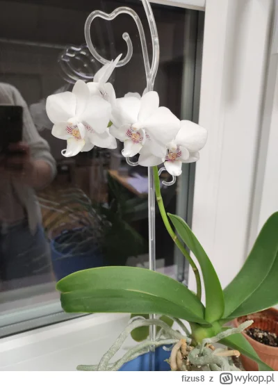 fizus8 - Ponad 3 lata temu znalazłam przy śmietniku storczyka, same liście. Wzięłam g...