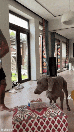 wfyokyga - amciu amciu