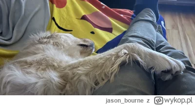 jason_bourne - Człowiek służy jako podpórka dla panicza. 

#pies #pokazpsa #goldenret...