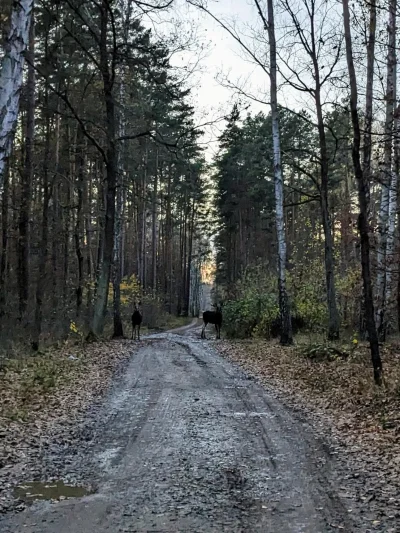 metaxy - > W nagrodę na terenie rezerwatu spotkałem klępę (samicę łosia).

@Drzamich:...