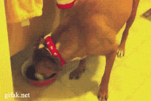 wfyokyga - Haha cwany piesiu xd