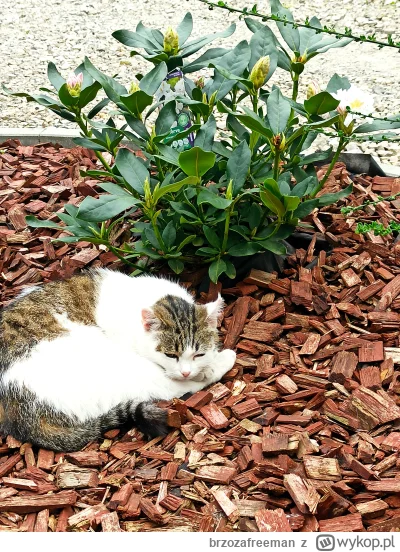 brzozafreeman - #pokazkota kotek pilnuje rododendronów