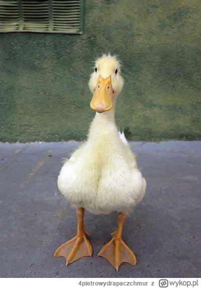 4pietrowydrapaczchmur - Zaplusuj "Kacucha" który uchroni cie od kaca w ten weekend.

...