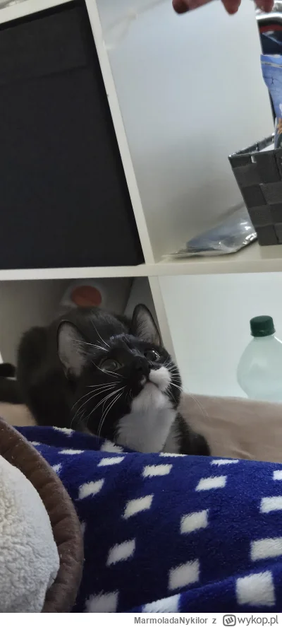 MarmoladaNykilor - #pchelkafanclub #kot