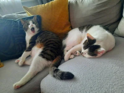 Rooofie - #koty #pokazkota #kitku
Jaką mokrą karmę polecacie dla kitku? Aktualnie kar...