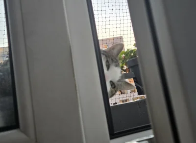 Solsith - #pokazkota #spaslak co tam kombinujesz człowiek?( ͡° ͜ʖ ͡°)