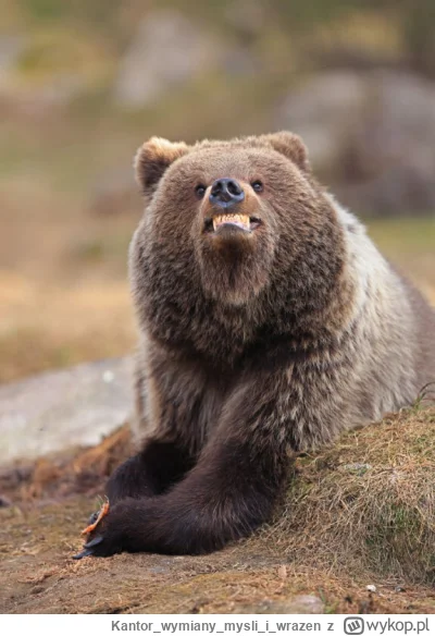 Kantorwymianymysliiwrazen - @annlupin: A nic nowego.|૦ઁ෴૦ઁ|