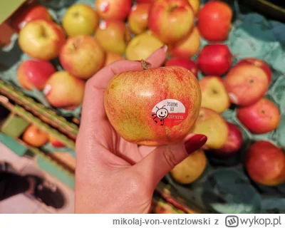 mikolaj-von-ventzlowski - Tymczasem stonka okleja każde jabłko plastikowymi naklejkam...