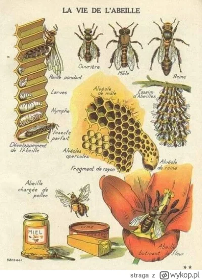 straga - #cebuladeals #miod #pszczelarstwo #pszczoly 
Zostało mi trochę miodu z poprz...
