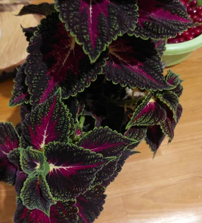 wielbicielstormiron - 1 plus
Jedna szczepka koleusa się przyjmie 
#rosliny