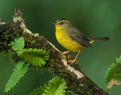 Lifelike - Koronówka szarogrzbieta (Basileuterus culicivorus)
Autor
#photoexplorer #f...