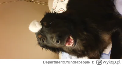 DepartmentOfUnderpeople - @Snusmumriken_: mojemu też tak kiedyś zrobiłam xD