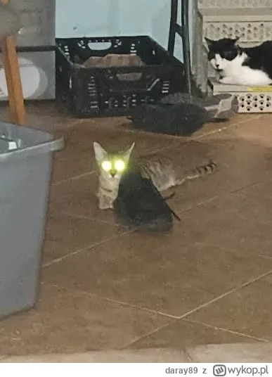 daray89 - #codziennykotopetany #dziwnekotki