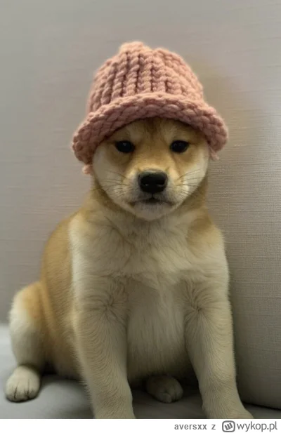 aversxx - #wif #kryptowaluty #bitcoin