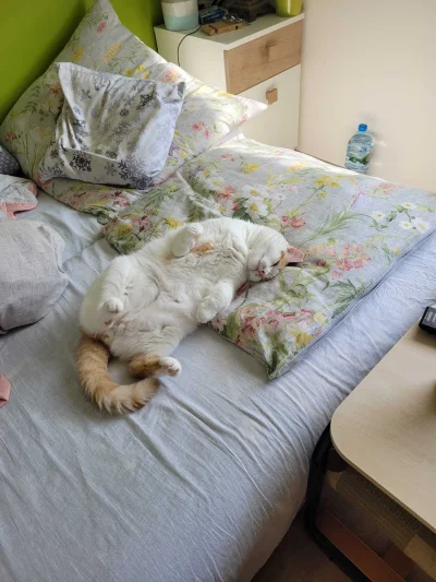 RicoElectrico - #pokazkota