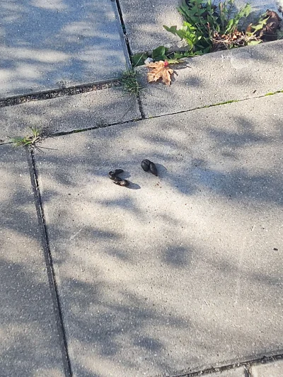 Itslilianka - Psiarze jeszcze cieplutkie. Jak chcecie zebrać to adres na priv mam. Mo...