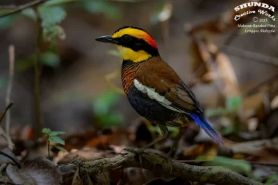 Lifelike - Kurtaczek malajski (Hydrornis irena)
Autor
#photoexplorer #fotografia #orn...