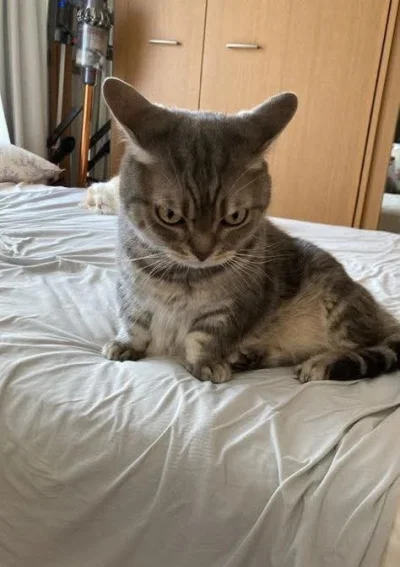 tomwick55 - #koty #zwierzaczki #kot #kitku