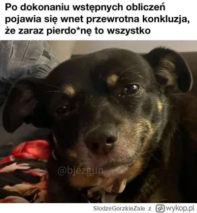SlodzeGorzkieZale - #heheszki #humorobrazkowy #memy #pies