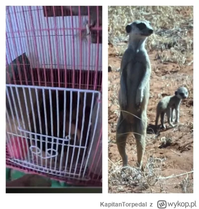 KapitanTorpedal - @Otyly-grzybiorz: Trzeba nie zapominać również o tym, że Prezes Kla...