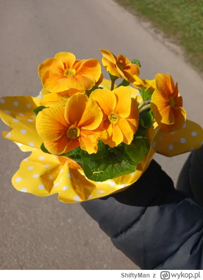 ShiftyMan - Jaka nazwa tych kwiotkòw ktoś wie? #pytanie