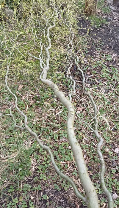 Dziki_Odyniec - Wiecie jakie to drzewo? Gałęzie poskręcane, liście małe, chyba nie je...