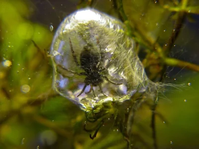 Apaturia - Pająk topik (Argyroneta aquatica) to jedyny na świecie pająk, który większ...