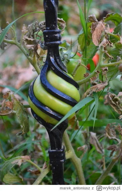marek_antoniusz - #nieboperfekcjonistow #ogrodnictwo #pomidory