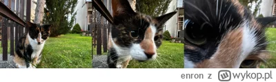 enron - POV gdy spotykasz swoją kotę w stanie niedopieszczonym

#pokazkota #kitku #ko...
