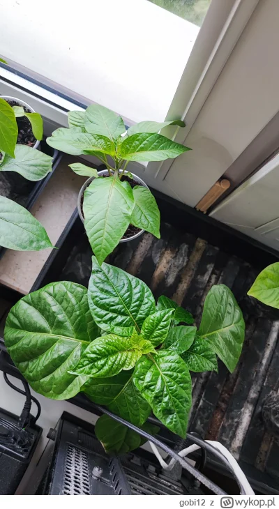 gobi12 - Gdyby ktoś z #warszawa chciał się w długi weekend pobawić w ogrodnika i zało...