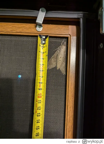 raphau - Taki bydłak usiadł mi właśnie na moskitierze. Toż jak to rozłoży skrzydła to...