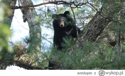 annlupin - ciekawe cotam na nocnej