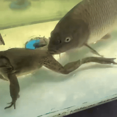 wfyokyga - Gif z rybom