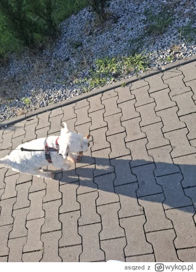 asqzed - @kidi1 Pepe ciągle poluje. Tu upolował parowe pod żabką.