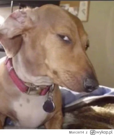 Morcin14 - @DziecizChoroszczy: