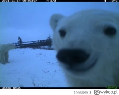 annlupin - siem nocna