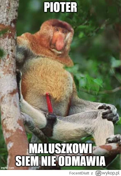 FocentDiutt - #konkursnanajbardziejgownianymemznosaczem