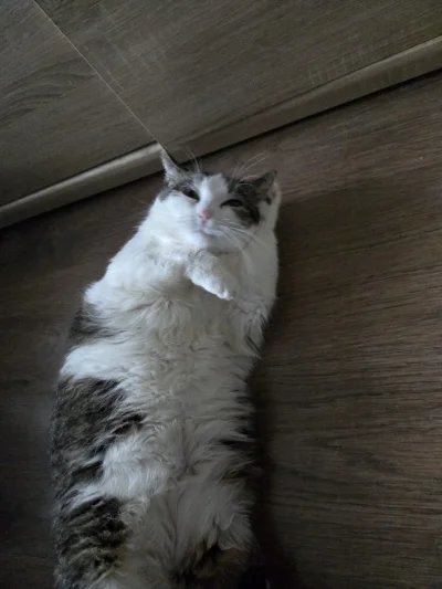 Solsith - @curiousboi: (｡◕‿‿◕｡)