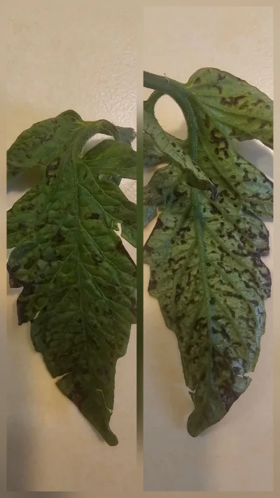 Gruboklates - #pomidory #pomidor #warzywa #uprawa

Ktoś mi powie co to jest? Pokazała...